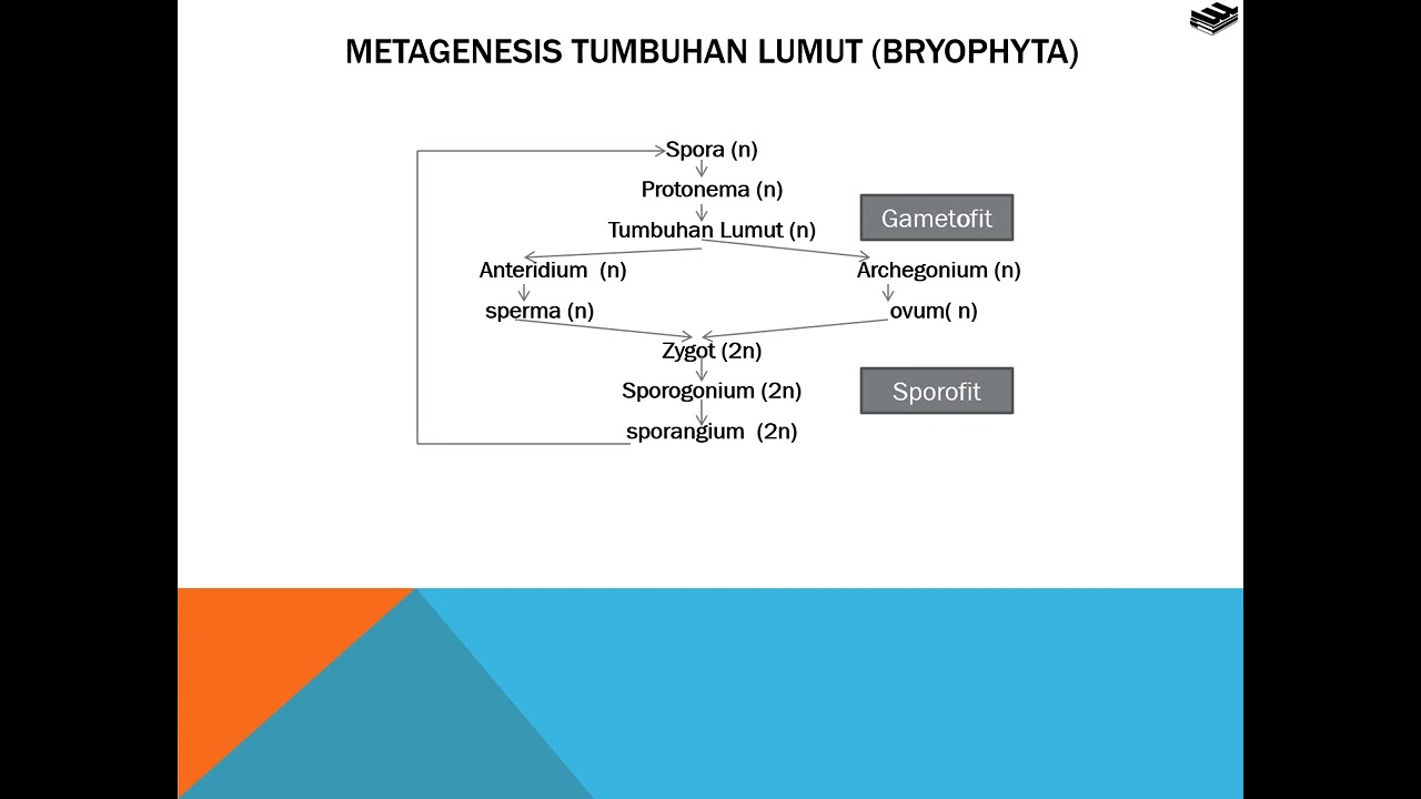 Tumbuhan lumut yang dimanfaatkan sebagai tumbuhan obat adalah