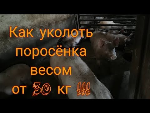 Как уколоть поросёнка весом от 30 кг!