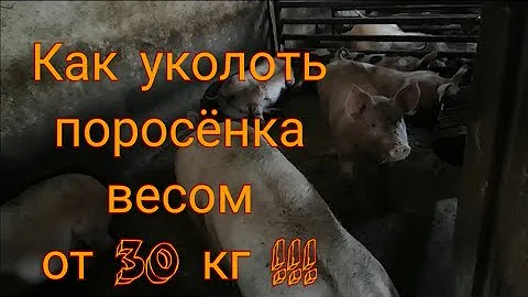 Как уколоть поросёнка весом от 30 кг!