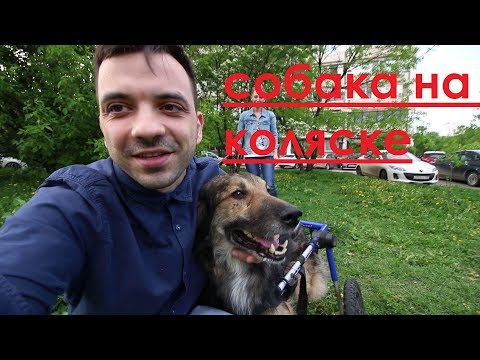 Видео: Как собаки получают Whipworms?