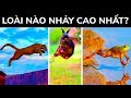 Loài Nào Nhảy Cao Nhất Thế Giới?