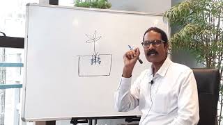 How to plant a new sapling Bengali