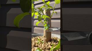 1month Update And Potting Of A Willowspirit Who Has Made A Bold Claim
