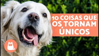 10 COISAS que você só vai ENTENDER se tiver um GOLDEN RETRIEVER 🐶💛