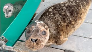 A Quiet Break with Harbour Seals | 2 Minutes of Holiday Calm
