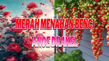 𝕄𝔼ℝ𝔸ℍ 𝕄𝔼ℕ𝔸ℍ𝔸ℕ 𝕄𝕌ℝ𝕂𝔸 🎤 Live 𝐂𝐨𝐯𝐞𝐫 by 𝐀𝐧𝐨𝐞 𝐃𝐫𝐚𝐤𝐞𝐥 (ORIGINAL)