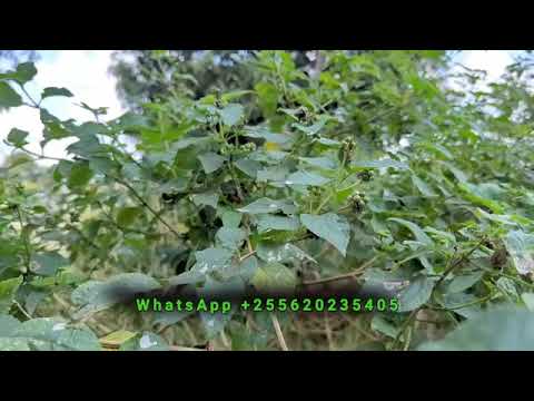 DAWA YA MVUTO WA MAPENZI BIASHARA NA KAZI