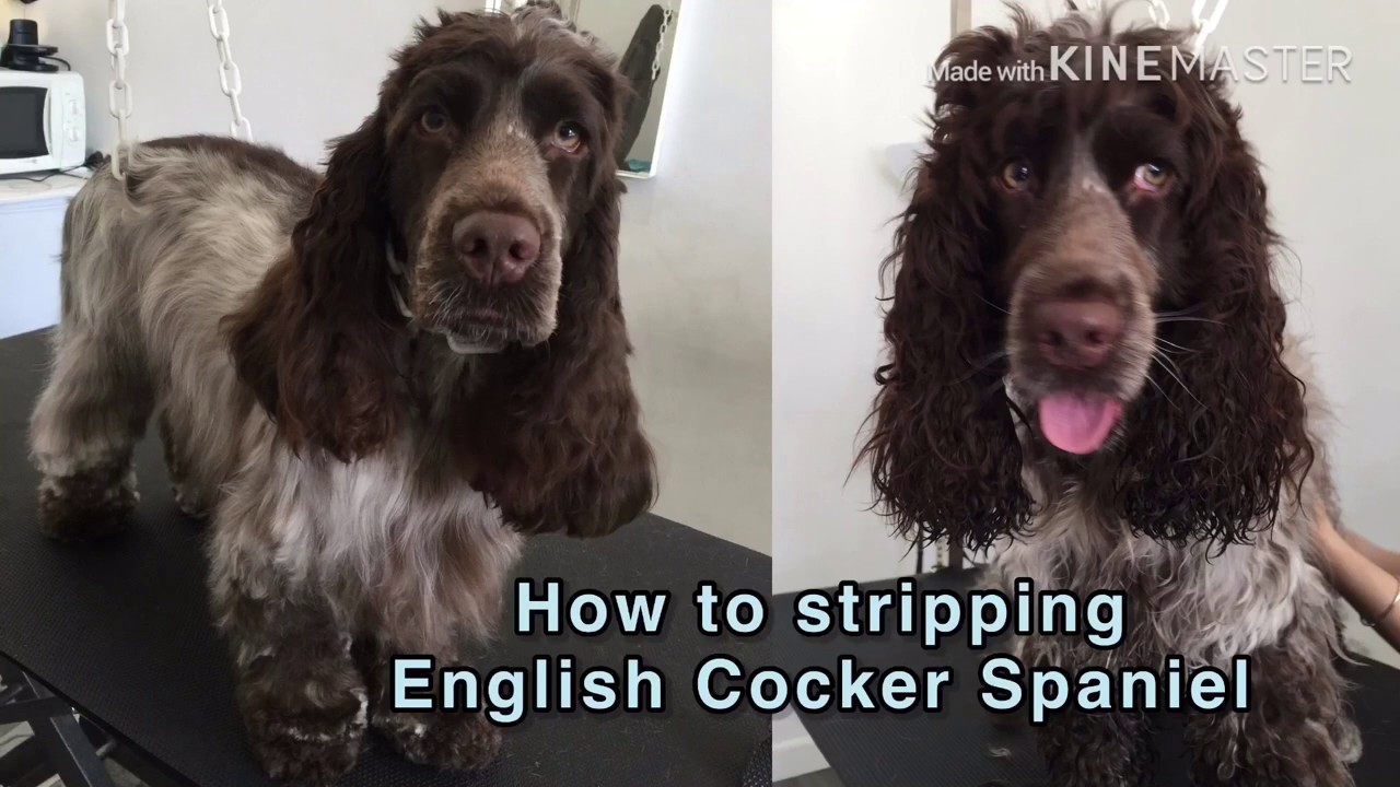 hand stripping springer spaniel