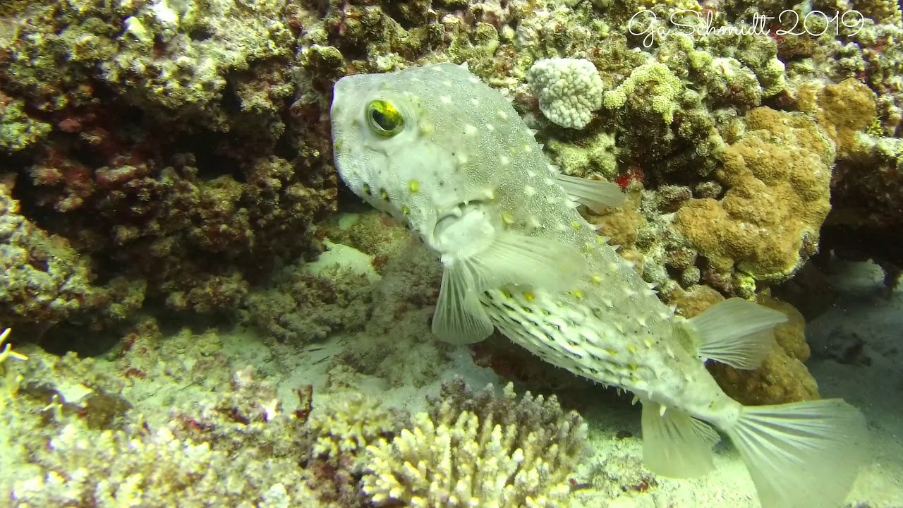 Gepunkteter Igelfisch - Spot-fin porcupinefish (Diodon hystrix) - YouTube