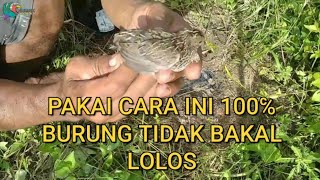 THE MOST EFFECTIVE WAY TO TRAPPING QUAIL