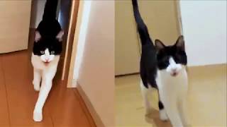 6年経っても2秒でにゃんこ  Happy Cat Welcomeow 6 years later