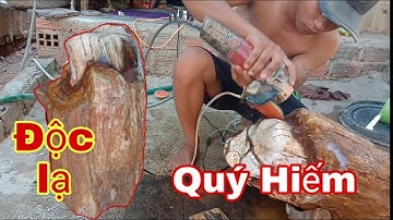 Mài Đá Gỗ Hóa Thạch Độc Lạ Quý Hiếm Có Lõi Màu Trắng Hoa Khương