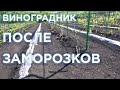 Состояние виноградника после обратных заморозков.