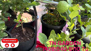 Về ổi Thái Ruby cây nhỏ và lớn cùng các loại cây ăn trái mới ..tụi em giao cây lớn cho khách đại gia