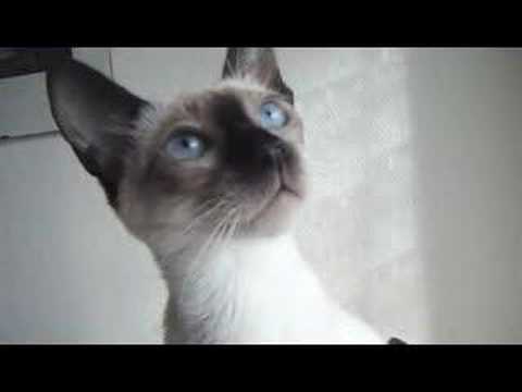 Pourquoi mon chaton miaule t-il tout le temps les premiers jours de