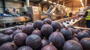 Inside a Modern Fig Factory: From Fresh Green Figs to Anatolia Pure Fig Juice (Full Process)