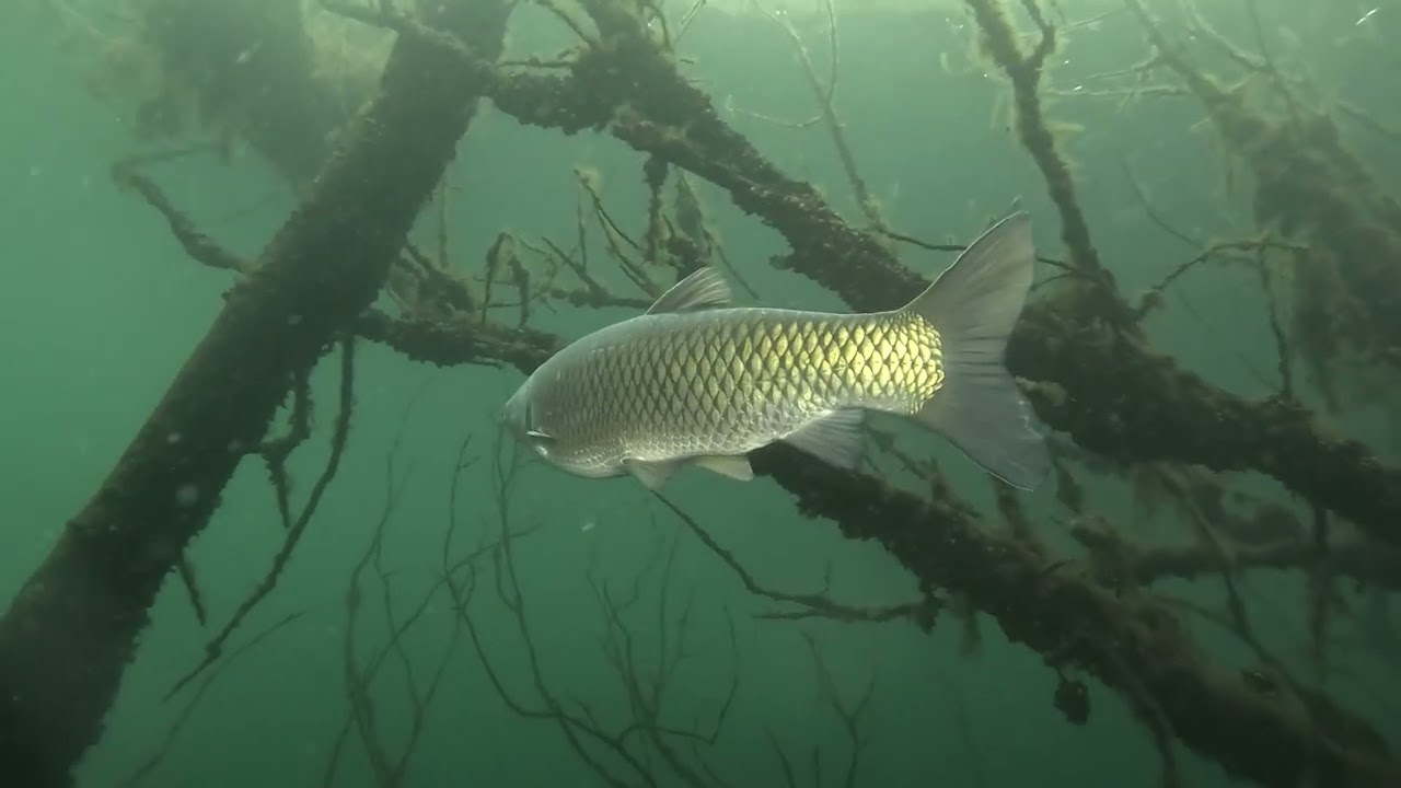 Barges en février 2026