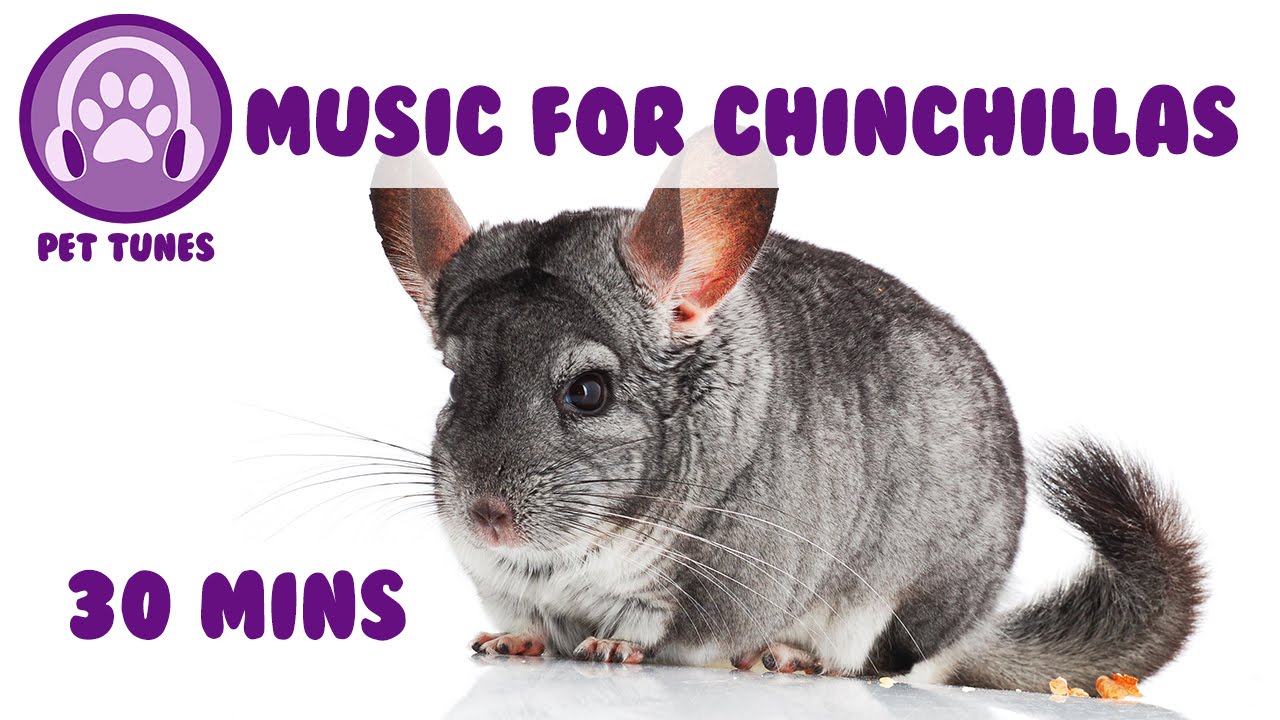Do Chinchillas Like Music, TV, or Movies? How To Tell If They Like It
