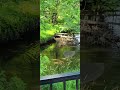 waving to baby deer in river