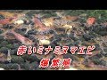 その②赤いミナミヌマエビ編 爆繁殖 50年以上の経験者から教わった応用編