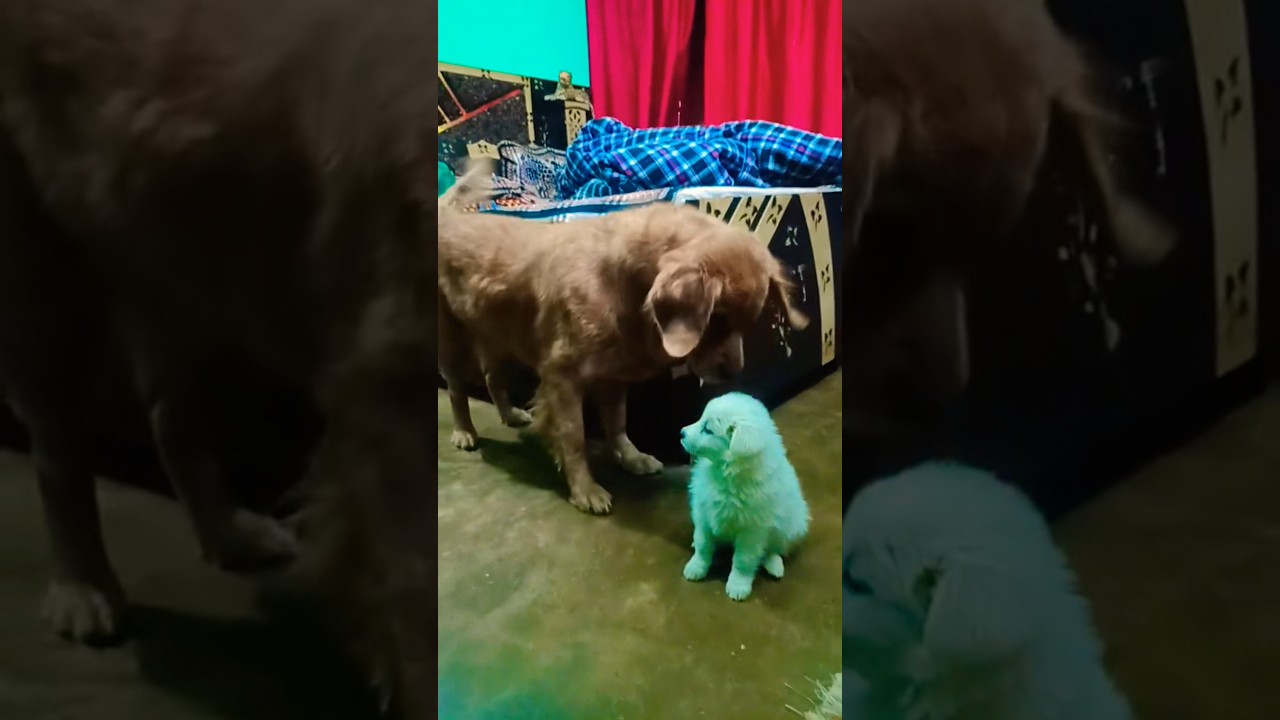 ¡El increíble perrito verde! 🐶💚 🐕