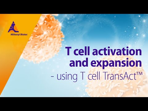 T cell activation and expansion – reliable and highly efficient using T Cell TransAct™
