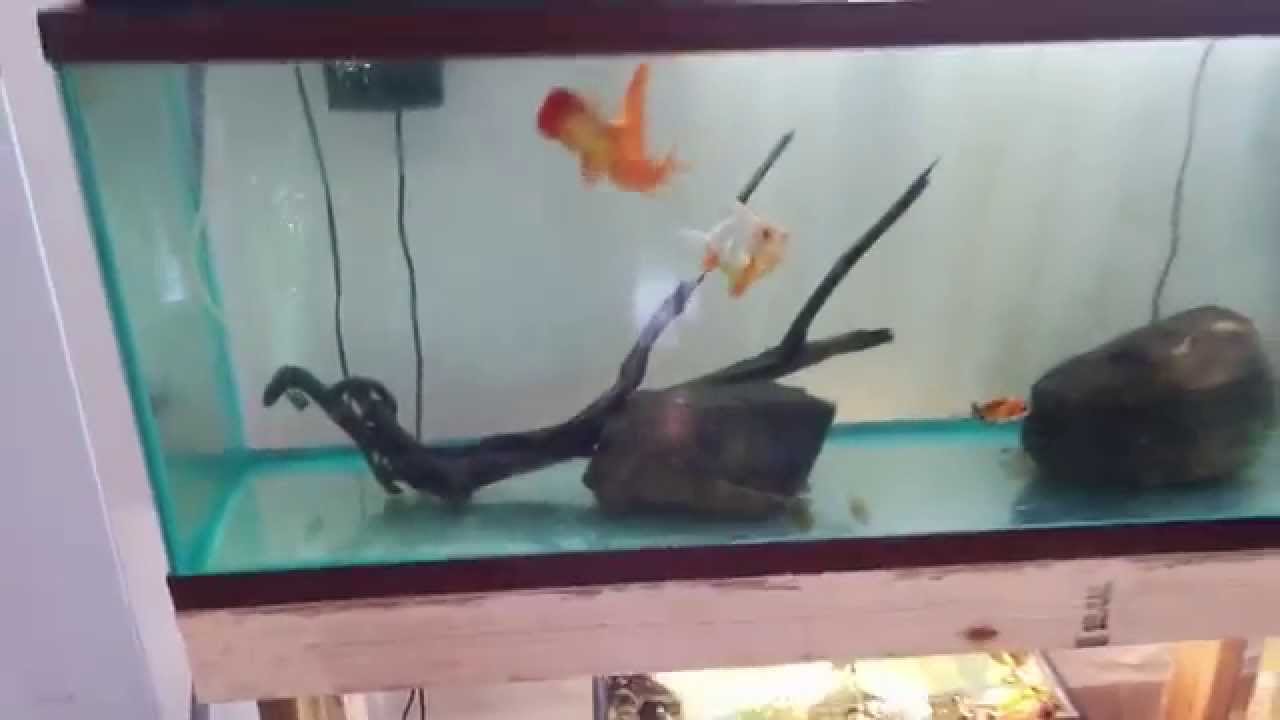My 55 gallon fancy goldfish tank YouTube