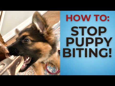 Video: 3 chiến lược để bắt một con chó lỏng lẻo