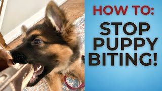 Top TEN STRATEGIES To STOP BITING! (New Puppy Owners MUST WATCH!) by Training Positive 13,184 views 2 years ago 10 minutes, 54 seconds