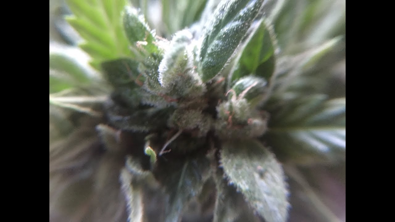Pineapple Express Auto FastBuds - Harvest .