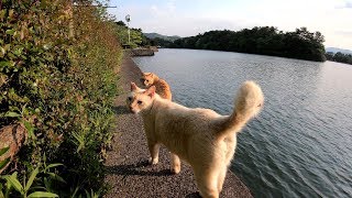 餌やりさんの足音を聞き分けて、飛んでいく猫達