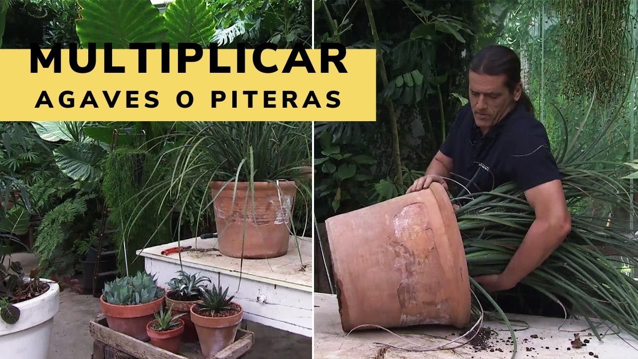 Cómo multiplicar Agaves o piteras - Decogarden - Jardinatis