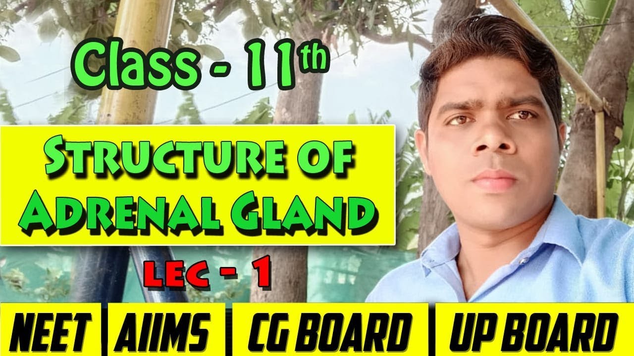 Structure of adrenal glands (Hindi and English medium) YouTube