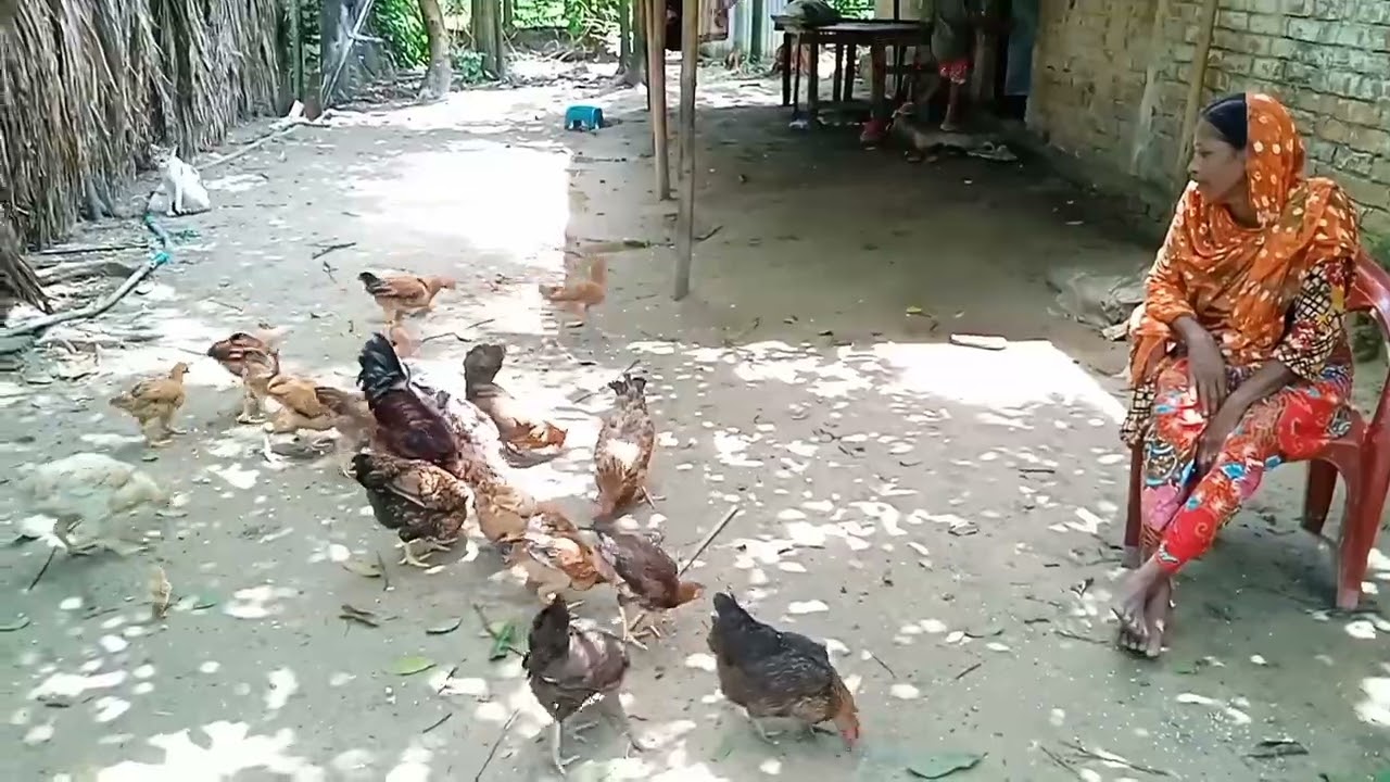 Chicken Farming Layers- Bangladesh