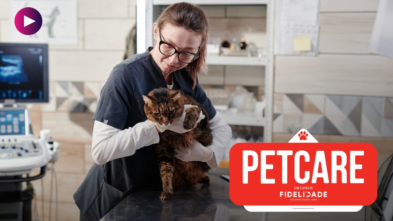 3 Cuidados para Manter o Animal Saudável - YouTube