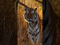 Why You Can’t See a Tiger Until It’s Too Late 🐅#TigerCamouflage #WildlifeIndia #Shorts #bigcats
