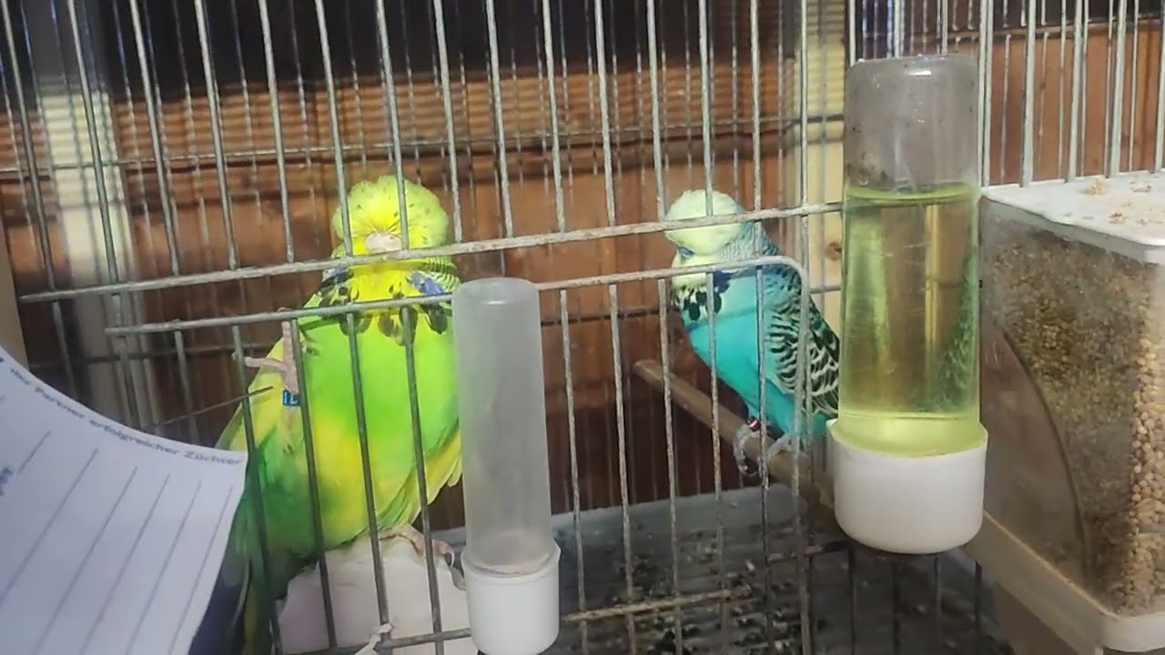 2026 sezonun ilk yumurtaları geldi