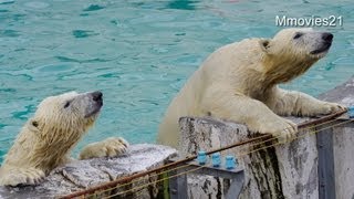 熱い視線を送るポロロとマルル(ホッキョクグマガイド)