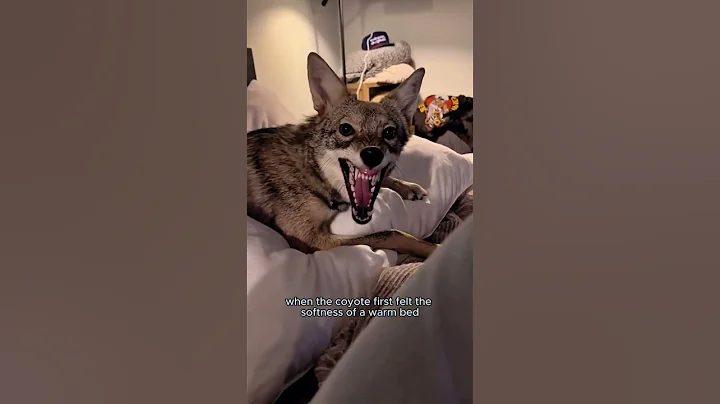 The rescued coyote fought for love—and won it.#animals #wolf #heartwarming #rescue #shorts