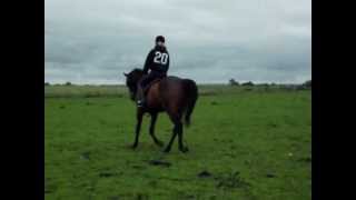 Gulliver flatwork
