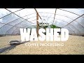 Washed Coffee Processing