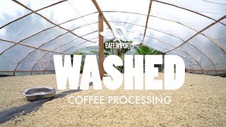 Washed Coffee Processing