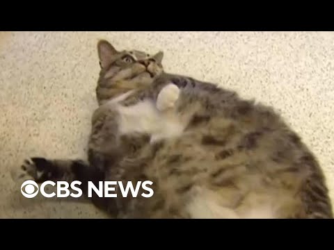 "Paw-zempic": Could GLP-1 drugs work for obese cats?