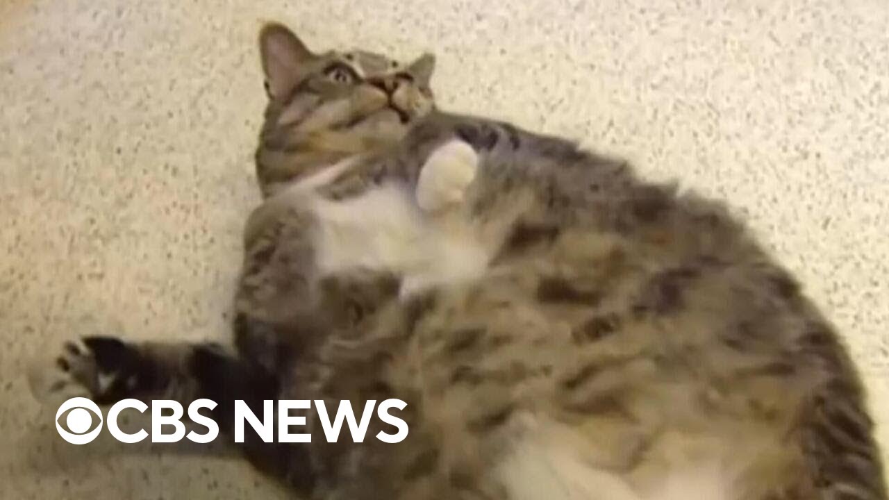 "Paw-zempic": Could GLP-1 drugs work for obese cats?