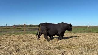 LOTE 1: LAN Y152 SORPRESA T101 RELEVANTE T/E