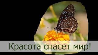 Урок № 13 тема маски Красота спасет Мир! Урок № 13 тема маски Красота спасет Мир!