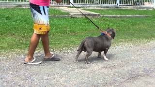 American Bully Pocket - Bbk Blue Rhino
