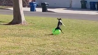 DOG FRONT FLIPS WHILE CHASING BALL | Funny Dog Videos