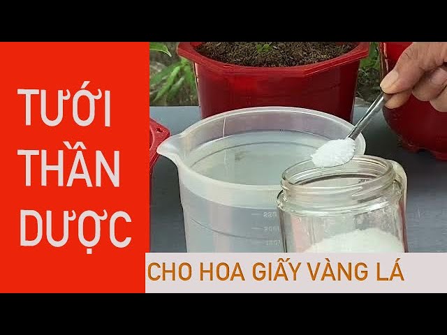 Gligar: Cách tiến hóa và Trang bị tốt nhất