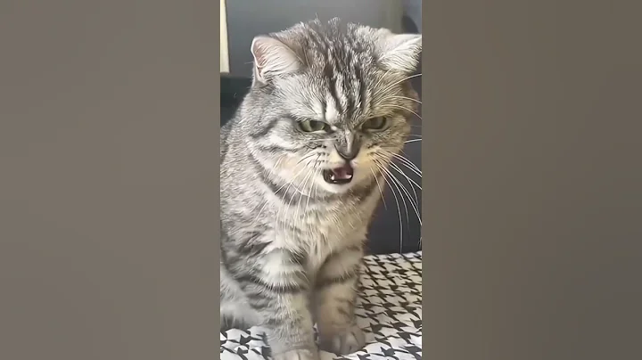 Video 4614341: funnycatvideos baby cat funnycats, funnycats funnycatvideos cute, funnycats cute cats animals, cats compilation, cats baby funny animal